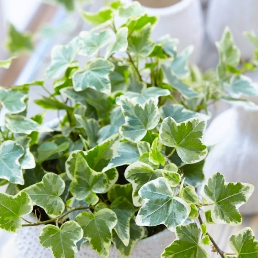 Large White Variegated Hedera Helix hedera-ivy-white-wonderx750x750 1