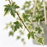 Hedera Ivy Hanging Pot  6