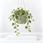 Hedera Ivy Hanging Pot  1
