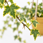Hedera Ivy Hanging Pot  4