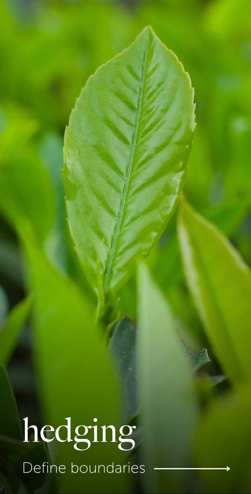 Close-up of a green leaf with the word 'hedging' and a definition arrow in the corner.