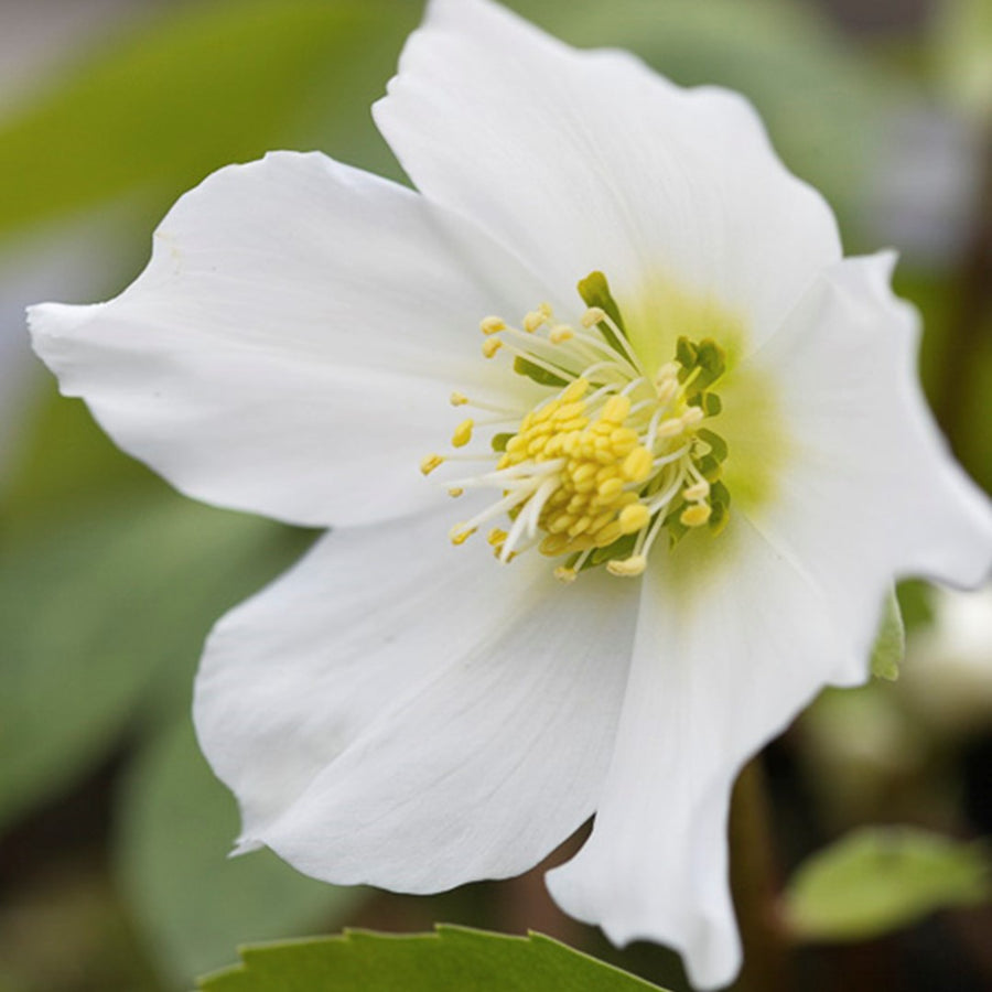 Helleborus "Niger" hele1_helleborus-niger-ab-0214-0078. 5