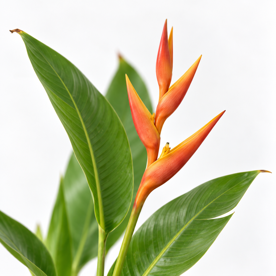 Heliconia psittacorum 'Hawaii'  2