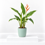 Heliconia psittacorum 'Hawaii'  1