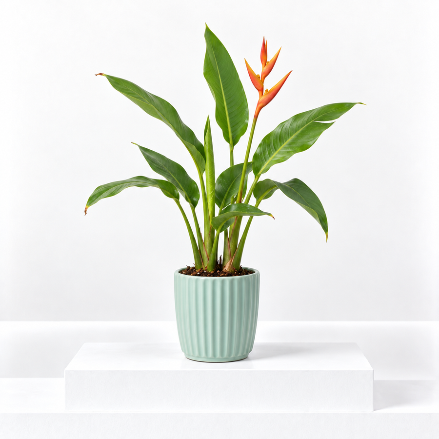Heliconia psittacorum 'Hawaii'  1