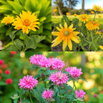 Heliopsis, Rudbeckia & Monarda Bare Root Mix  1