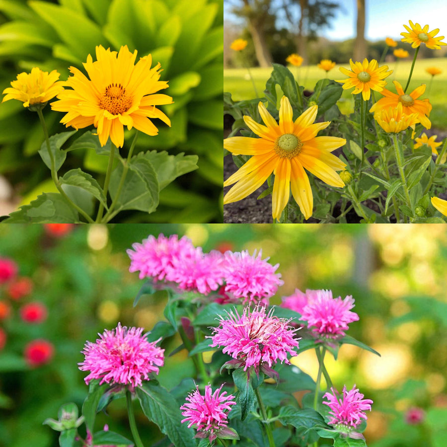 Heliopsis, Rudbeckia & Monarda Bare Root Mix  1