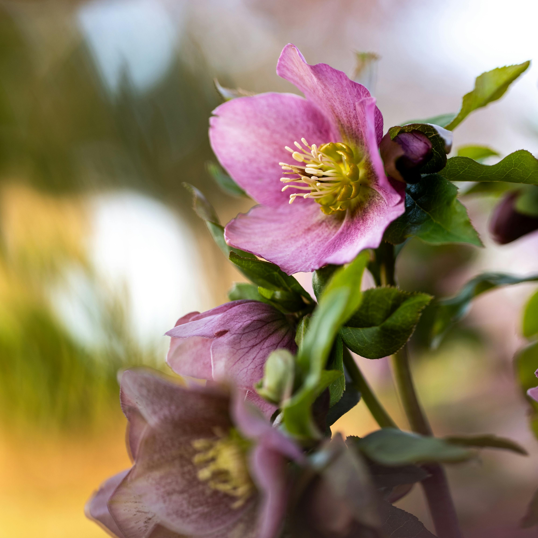 hellebores