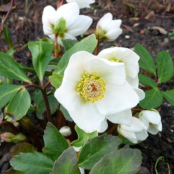 Christmas Rose Plant Gift in Terracotta Pot Christmas Rose Plant Gift in Terracotta Pot image2 2