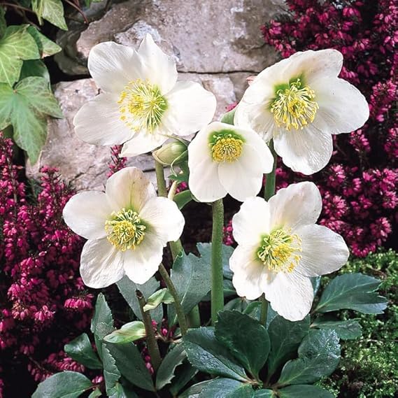 Christmas Rose Plant Gift in Terracotta Pot Christmas Rose Plant Gift in Terracotta Pot image3 3