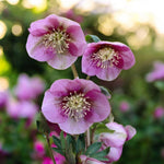 Helleborus, Astilbe & Pulmonaria Bare Root Mix  2