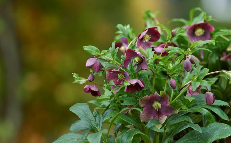 Helleborus Orientalis 'Victoria' Helleborus Orientalis 'Victoria' image3 3