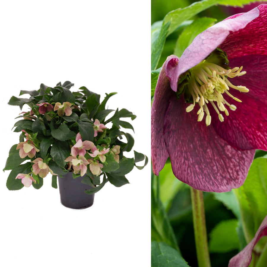 Helleborus Orientalis 'Victoria' Helleborus Orientalis 'Victoria' image1 2