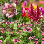 Helleborus, Astilbe & Pulmonaria Bare Root Mix  1