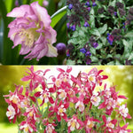 Helleborus, Pulmonaria & Aquilegia Bare Root Mix  1