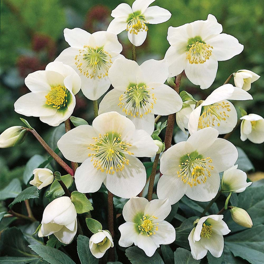 Helleborus "Niger" hellebrous_niger 1