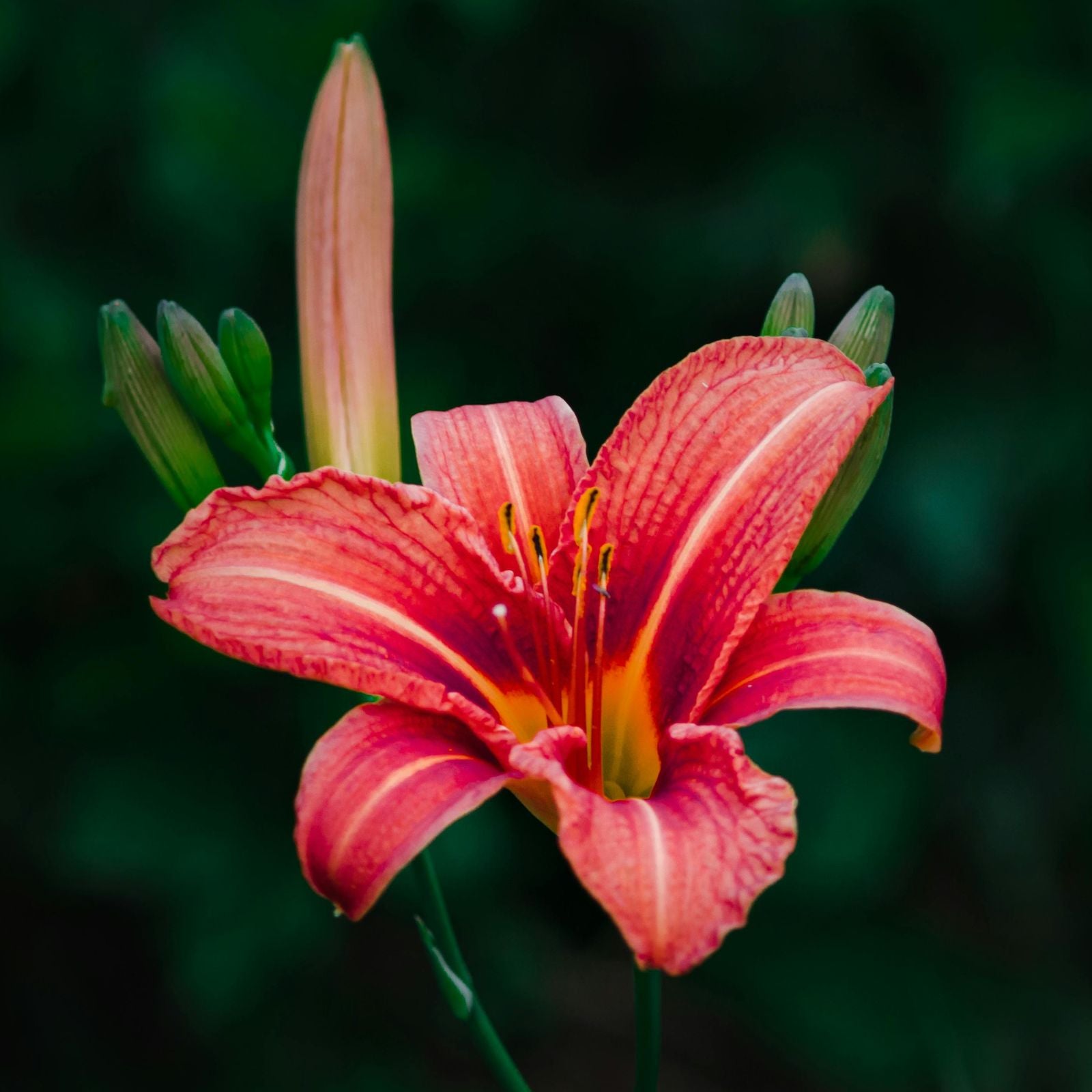bare root perennials
