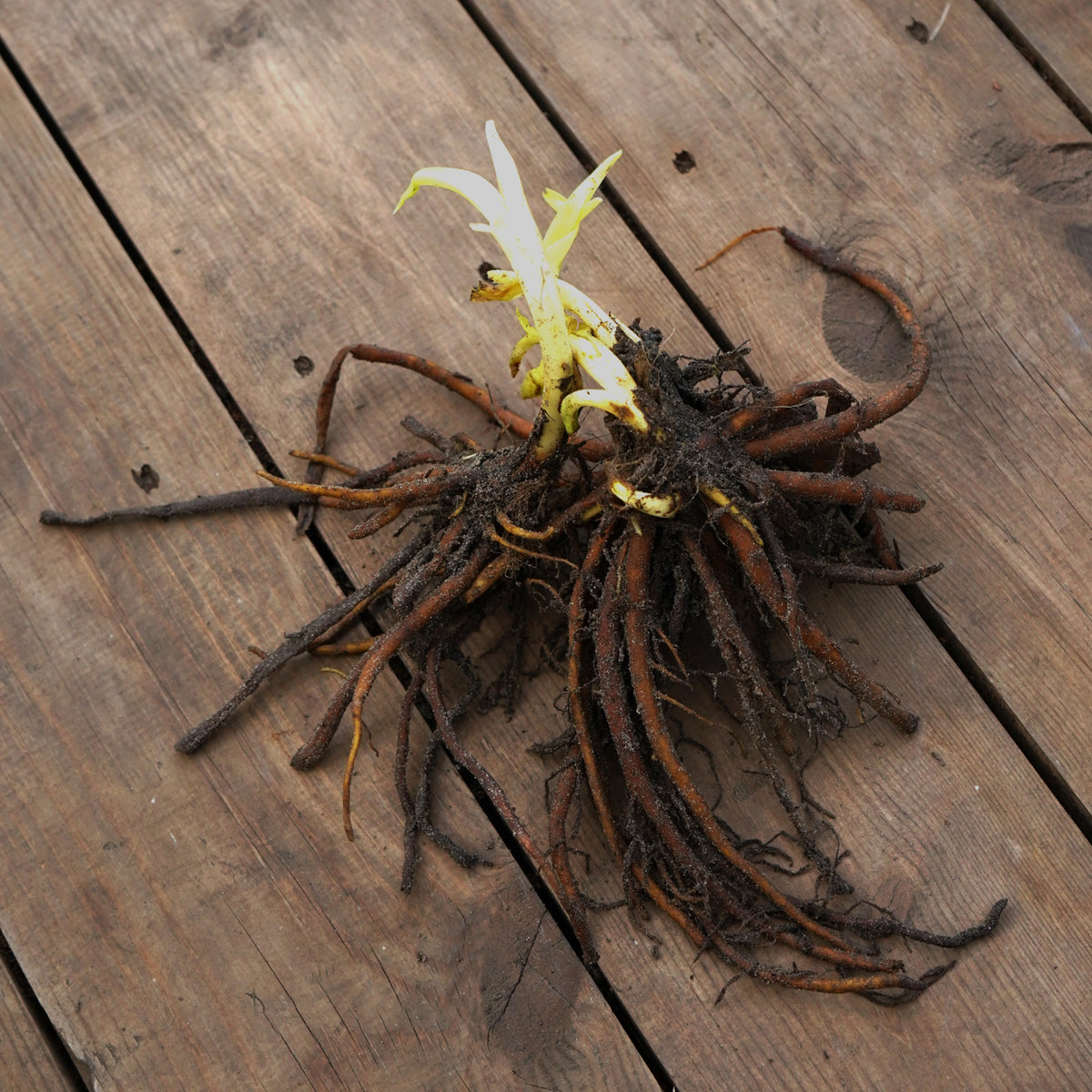 Hemerocallis Pardon Me Bare Root  5