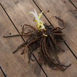 Hemerocallis Pardon Me Bare Root  5