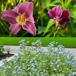 Hemerocallis, Geranium & Brunnera Bare Root Mix  1
