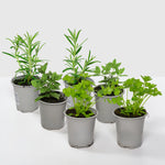 Herb Plant Mix For Beginners - 2 Rosemary, 2 Parsley & 2 Mint Plants  1
