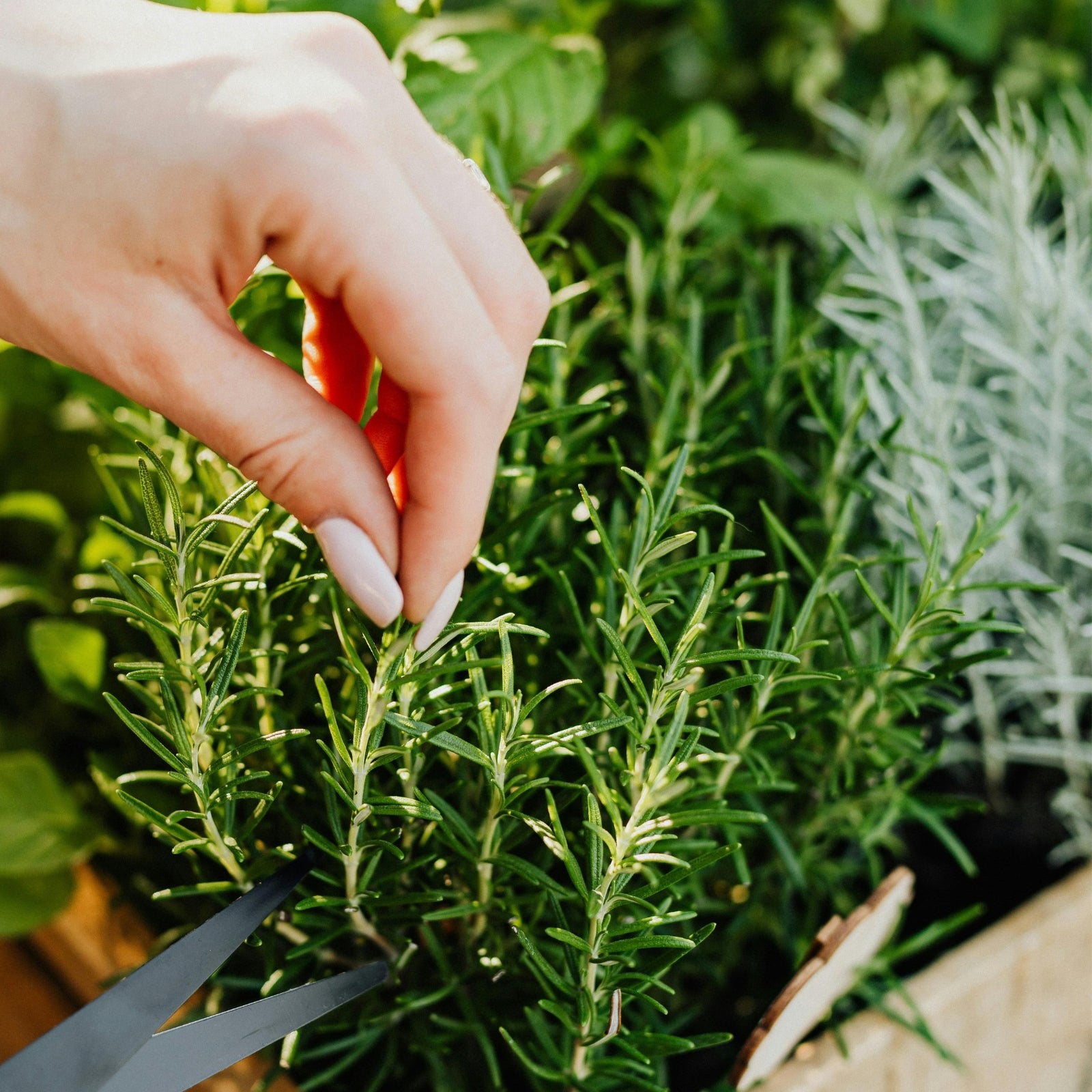 ready to plant herbs