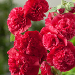 Hollyhock Plant Charters Scarlet - Red Alcea Rosea Hollyhock 'Charters Scarlet' image3 3