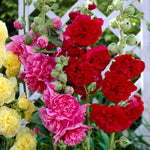 Hollyhock Plant Charters Scarlet - Red Alcea Rosea Hollyhock 'Charters Scarlet' image2 2
