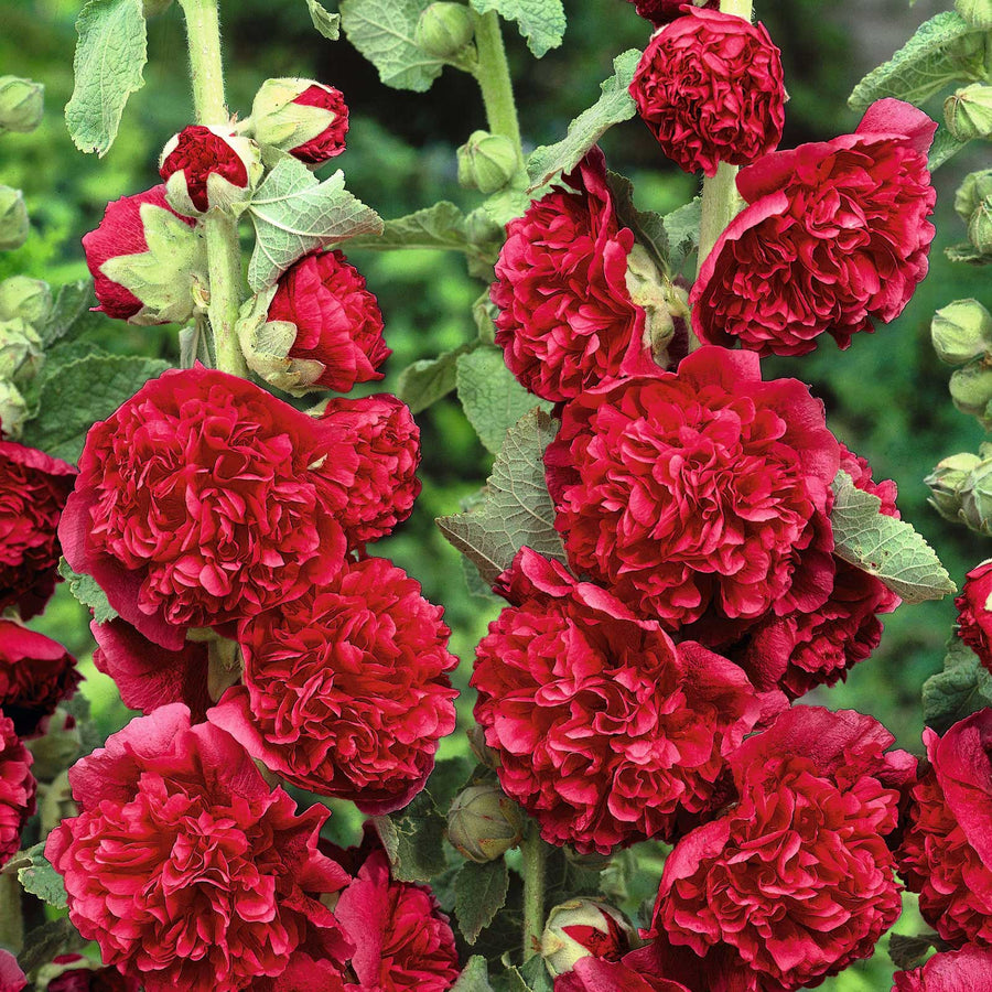 Hollyhock Plant Charters - Alcea Rosea  6