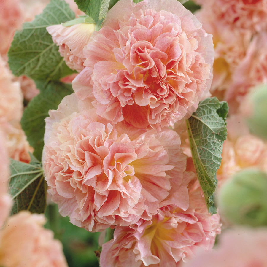 Hollyhock Chater's Salmon Pink Hollyhock 'Chater's Salmon Pink' image3 2