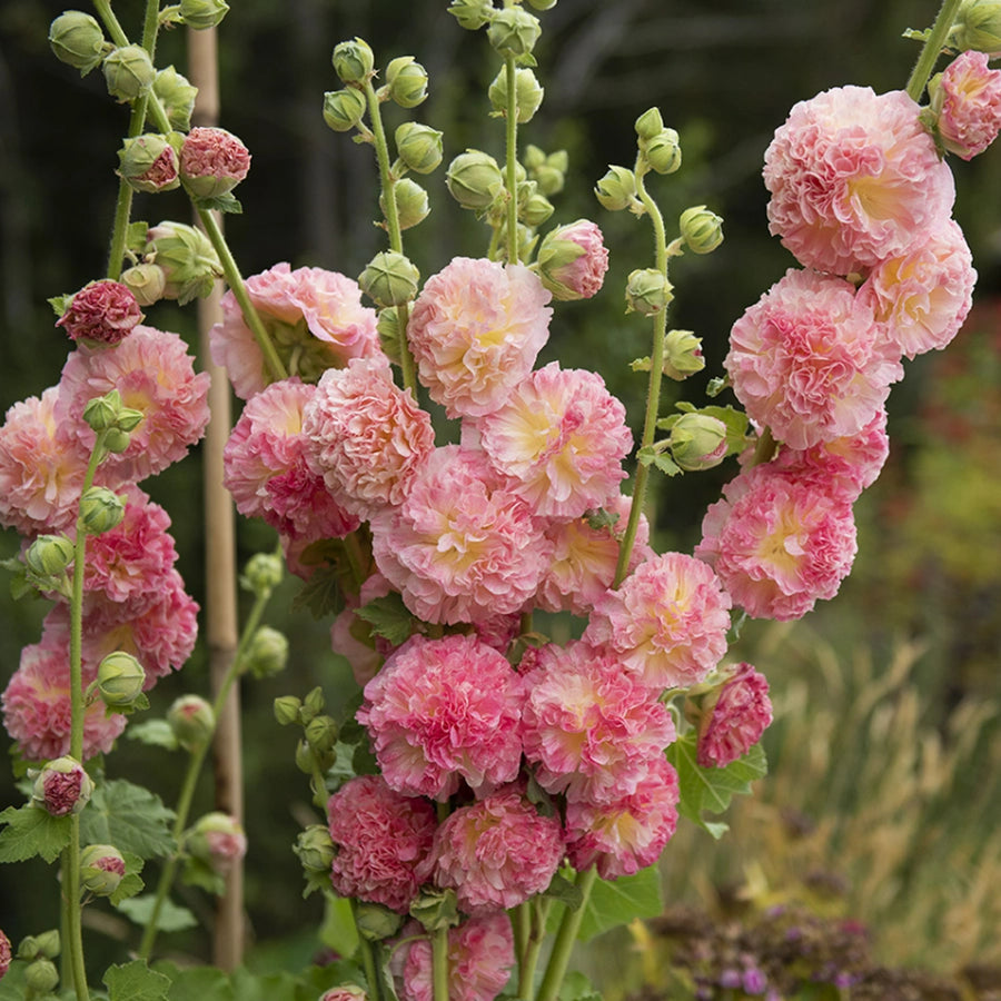 Hollyhock Chater's Salmon Pink Hollyhock 'Chater's Salmon Pink' image2 3