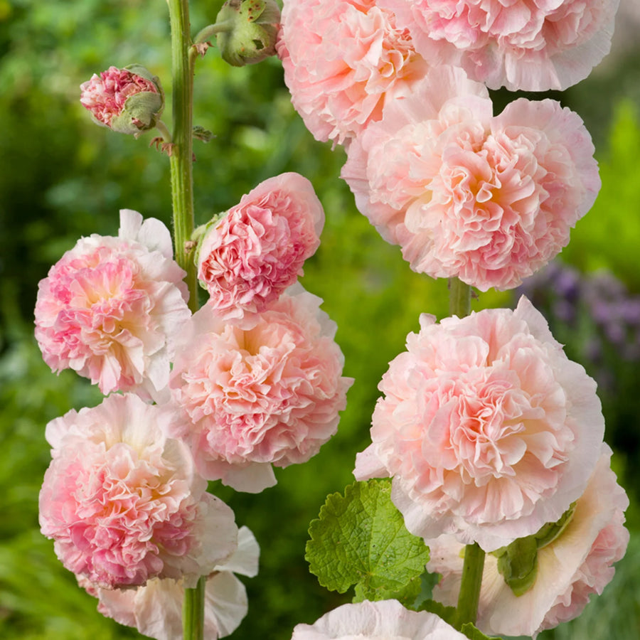 Hollyhock Chater's Salmon Pink Hollyhock 'Chater's Salmon Pink' image1 1