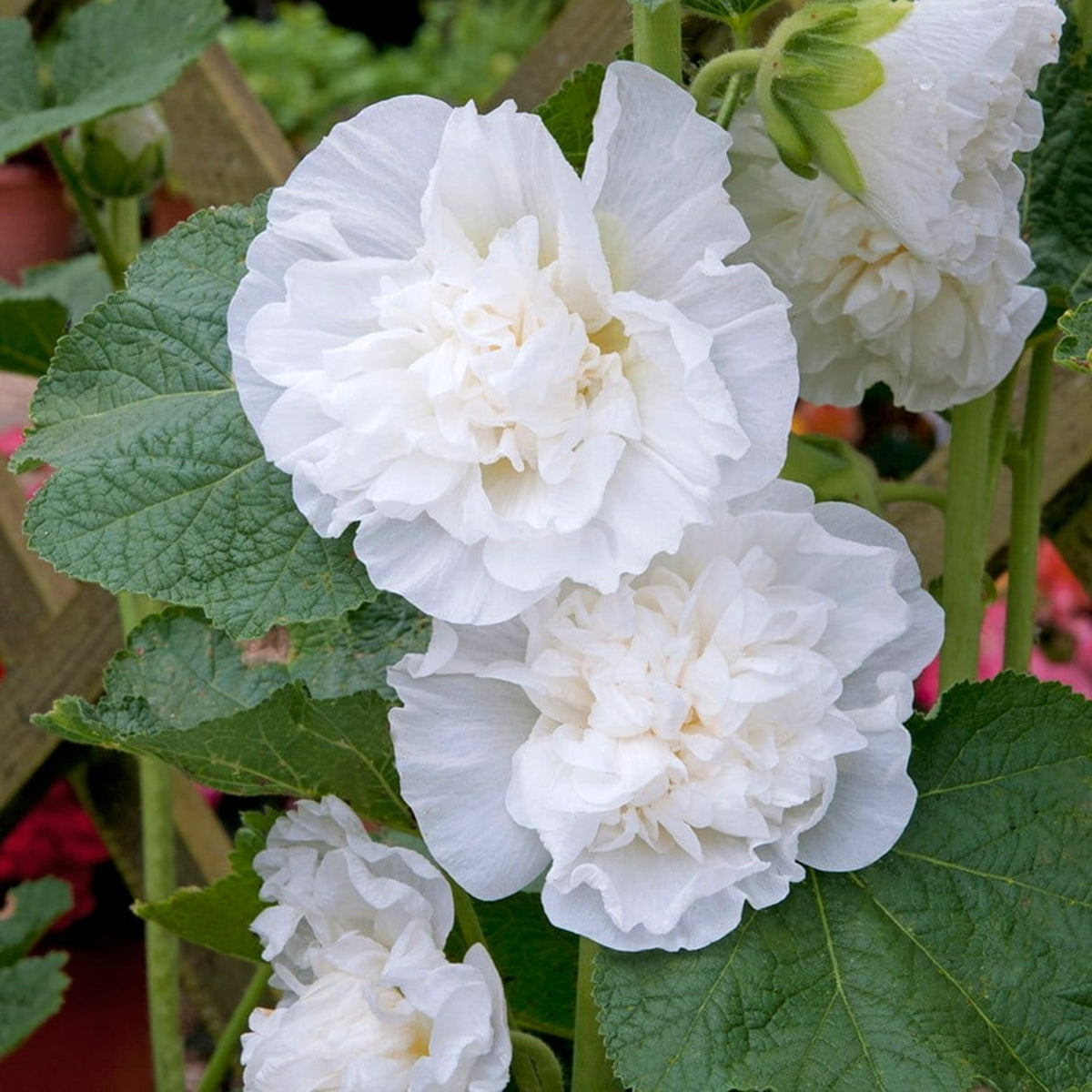 Hollyhock Plant Charters White - Alcea Rosea Hollyhock 'Charters White' image3 3