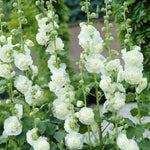 Hollyhock Plant Charters White - Alcea Rosea Hollyhock 'Charters White' image2 2