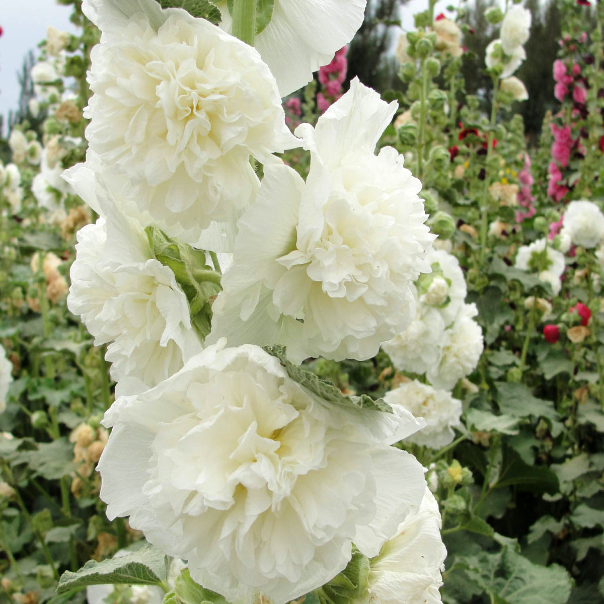 Hollyhock Plant Charters White - Alcea Rosea Hollyhock 'Charters White' image1 1
