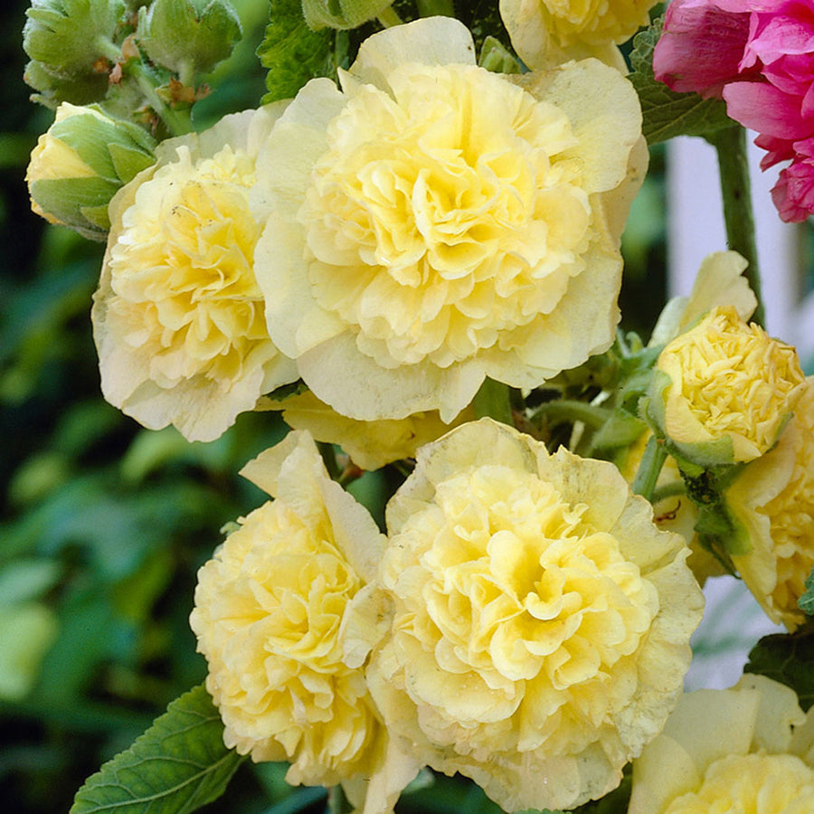 Hollyhock Plant Charters - Alcea Rosea  3