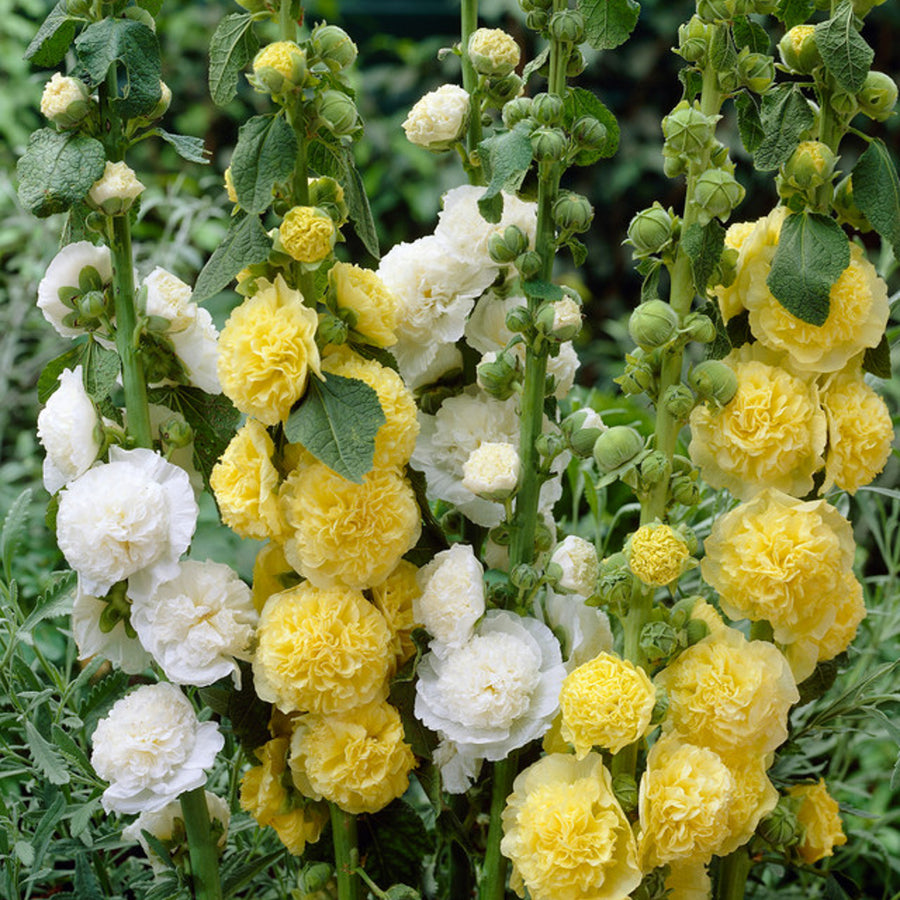 Hollyhock Plant Charters Yellow - Alcea Rosea Hollyhock 'Charters Yellow' image2 2