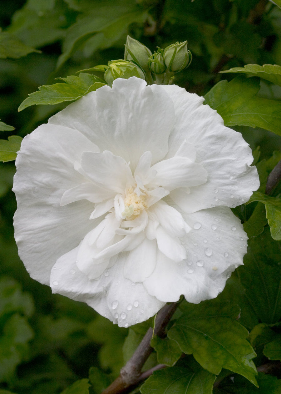 Hibiscus syriacus - Rose of Sharon - Chiffon hibsicuschiffonwhite3928 1