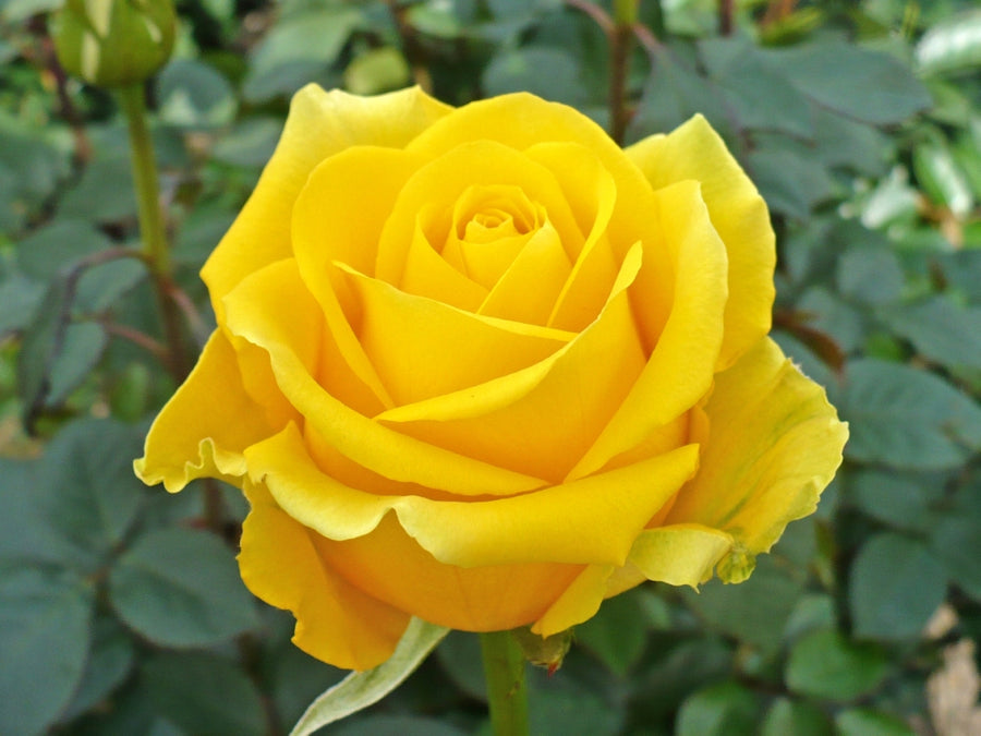 To a Wonderful Grandmother Rose Bush Gift Wrapped To a Wonderful Grandmother Rose Bush Gift Wrapped image3 3
