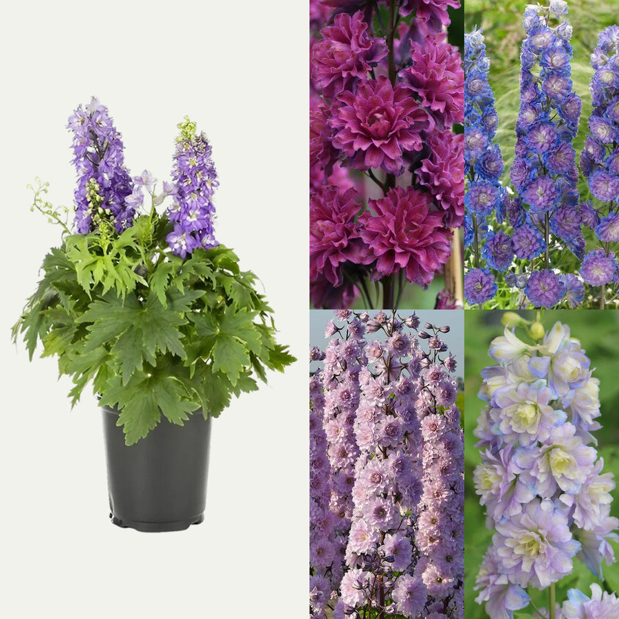 Delphinium Highlander Plant Mix (2 Plants) Delphinium Highlander Plant Mix (2 Plants) image1 2