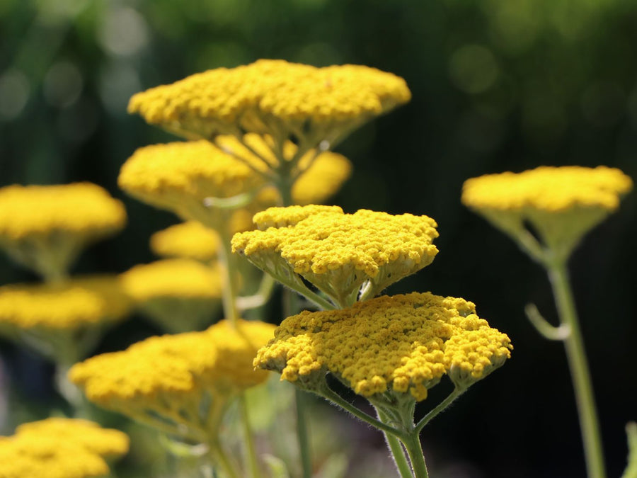 Achillea Yarrow - Coronation Gold Hohe Gold-Garbe 'Coronation Gold' - Achillea filipendulina 'Coronation Gold' 1