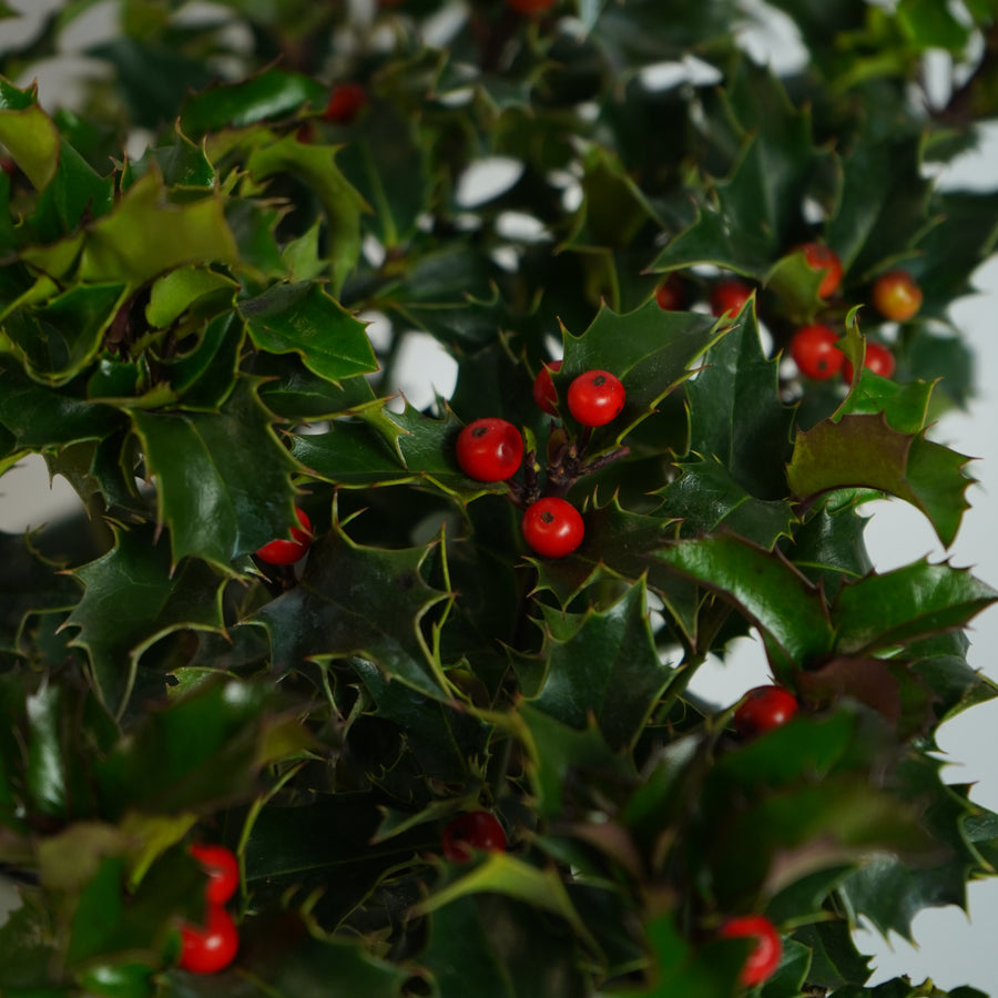 Holly Ilex Lucifer Plant Gift in Grey Pot  2