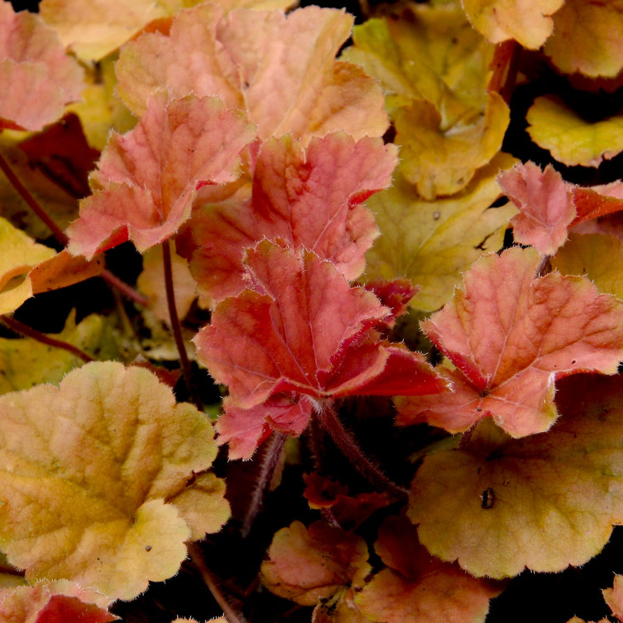 garden ready evergreens