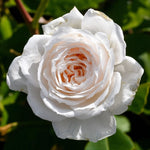 Honeymoon Bare Root Rose  1