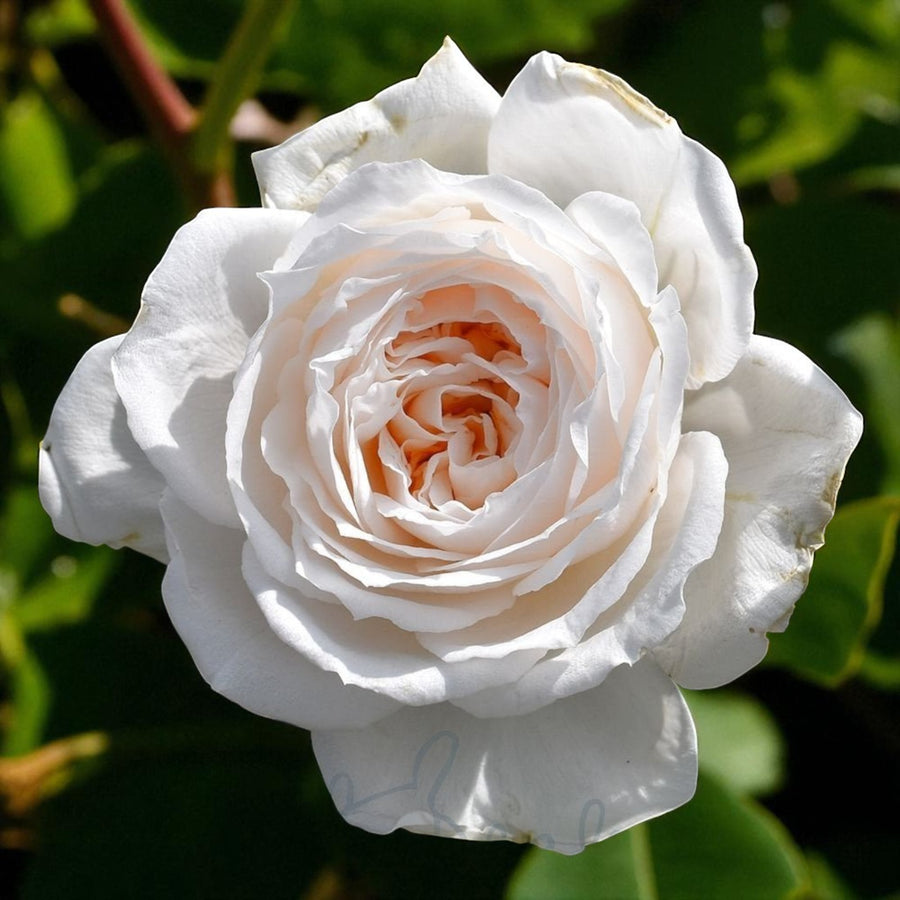 Honeymoon Bare Root Rose  1