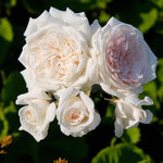 Honeymoon Bare Root Rose  3
