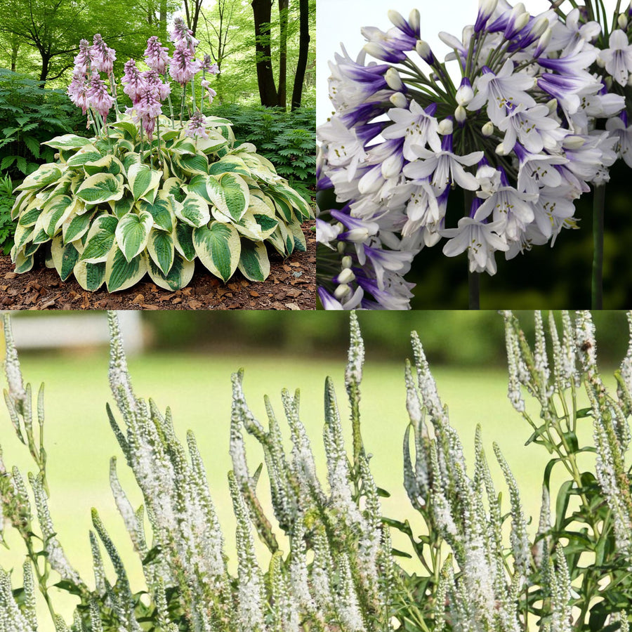 Hosta, Agapanthus & Veronica Bare Root Mix  1
