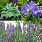 Hosta, Platycodon & Veronica Bare Root Mix  1