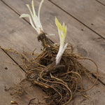 Hosta Fragrant Blue Bare Root  4
