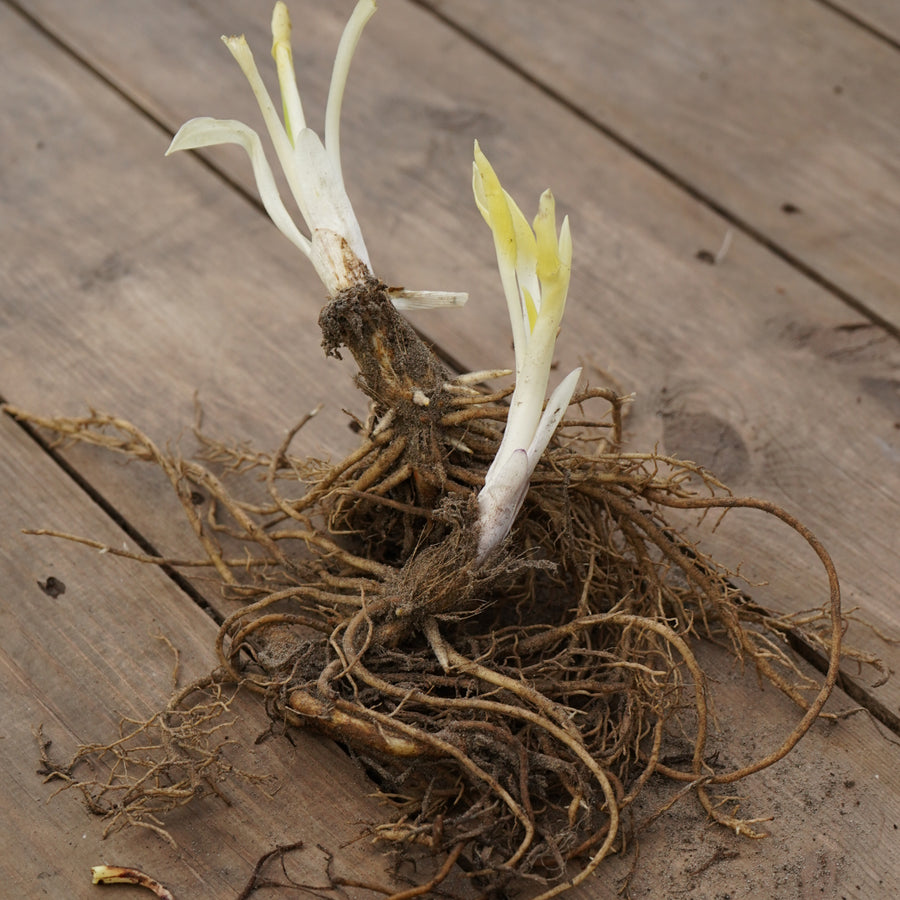 Hosta Fragrant Blue Bare Root  4